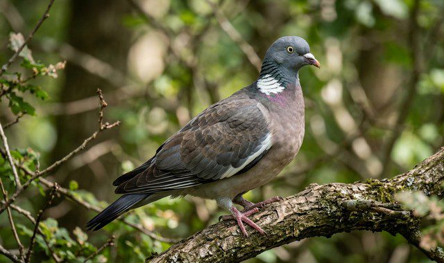 pigeon ramier (Columba palumbus)
