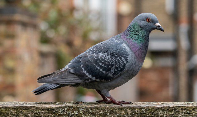 pigeon vue de profil