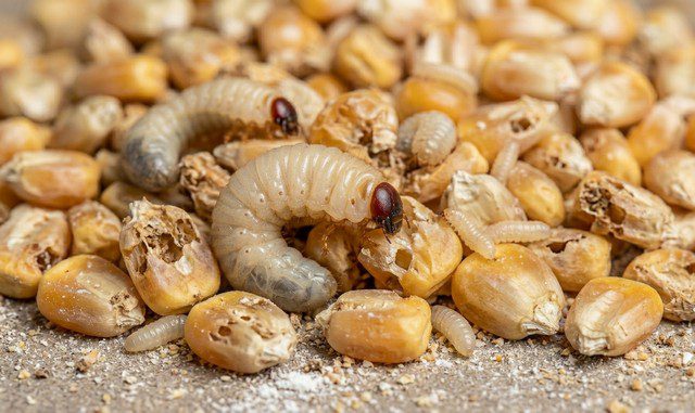 présence de larve de charançon