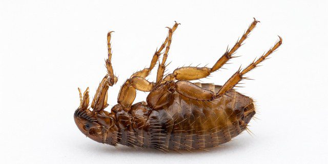 puce en gros plan macro