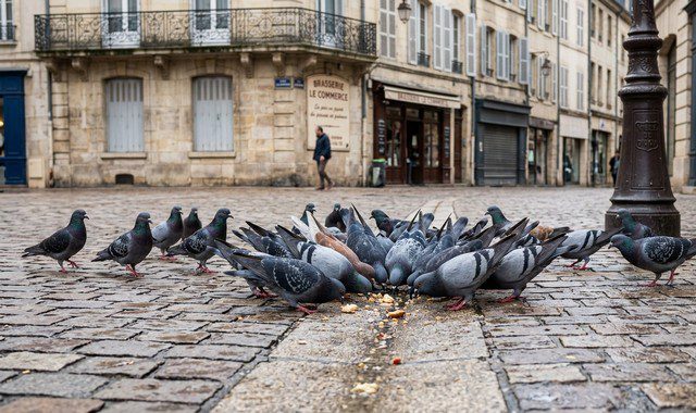 que mangent les pigeons bisets