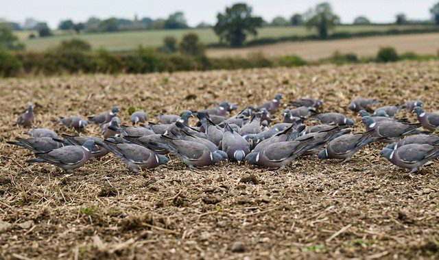 que mangent les pigeons ramiers