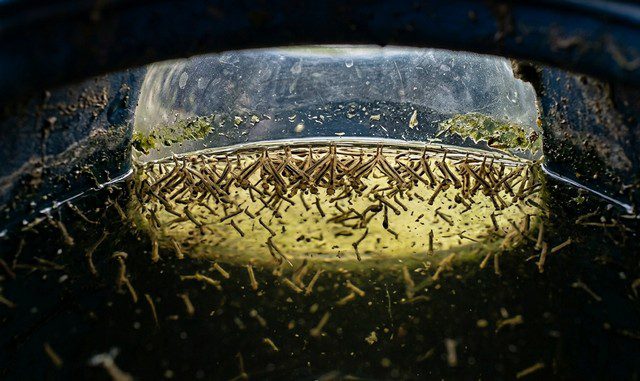récupérateur d’eau de pluie contenant de l’eau stagnante avec des larves de moustiques