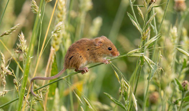 souris des moissons (Micromys minutus)