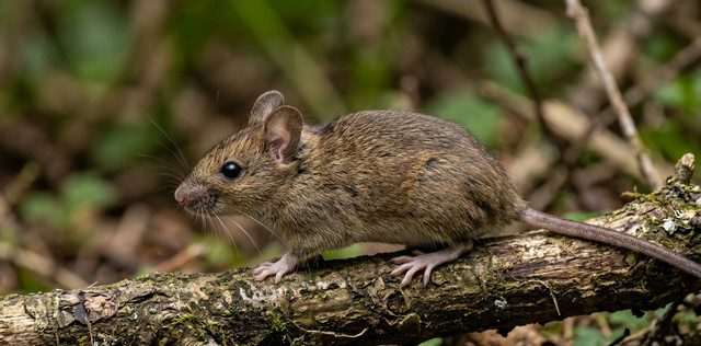 souris vue de profil