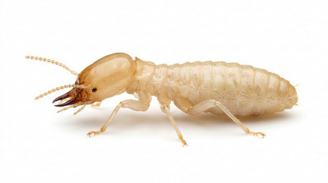 termite de Saintonge (Reticulitermes flavipes