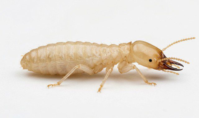 termite souterrain (Reticulitermes spp.)