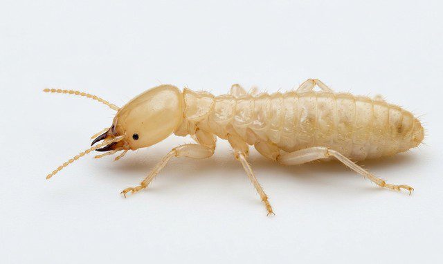 termite