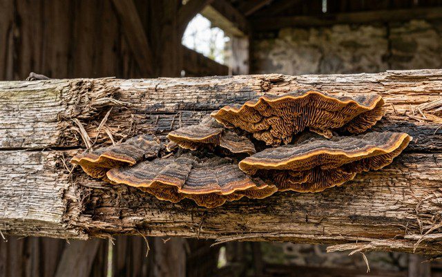 Lenzite des poutres — Gloeophyllum sepiarium