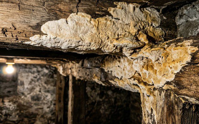 Polypore des caves — Donkioporia expansa