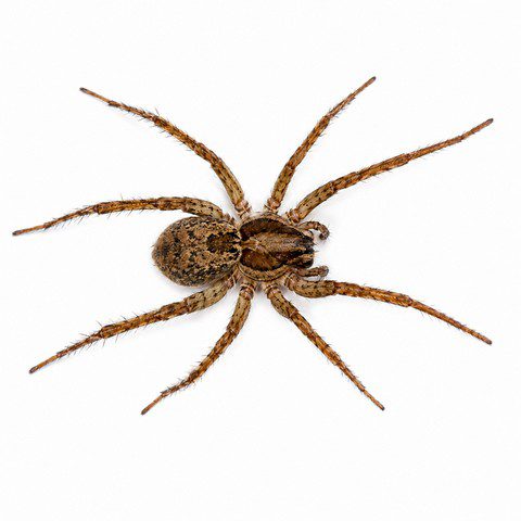 Araignée en vue du dessus