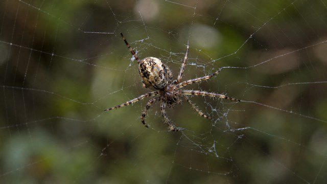 Araignée