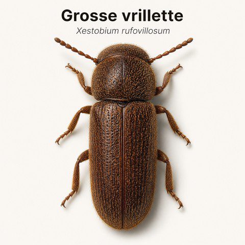 Grosse vrillette
