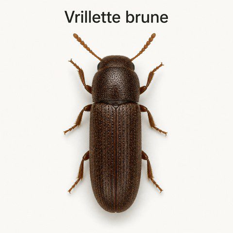 Vrillette brune