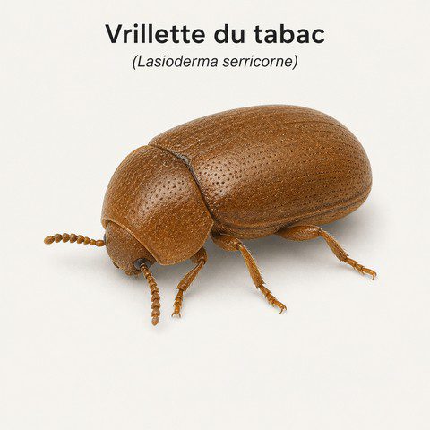 Vrillette de tabac