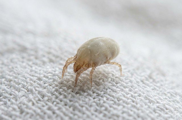acarien sur un fond blanc