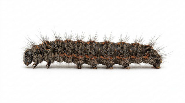 chenille processionnaire du pin