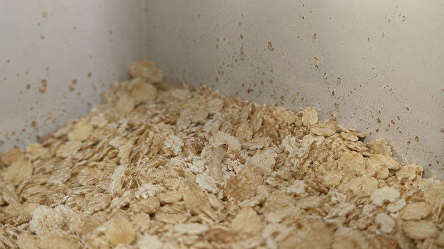 infestation de larve de mite alimentaire sur des flocons