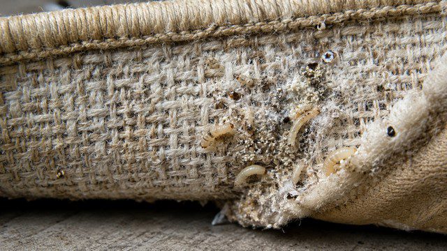 infestation de larve de mite textile sur un tapis
