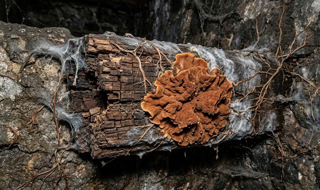 infestation de mérule sur un bois encastré