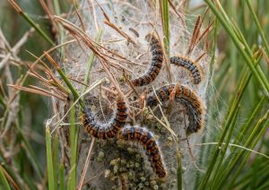 larve chenille processionnaire