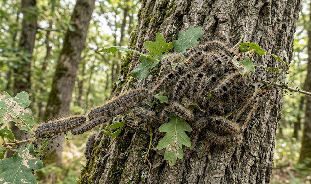 larve chenille processionnaire de chêne