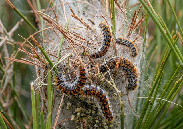 larve chenille processionnaire