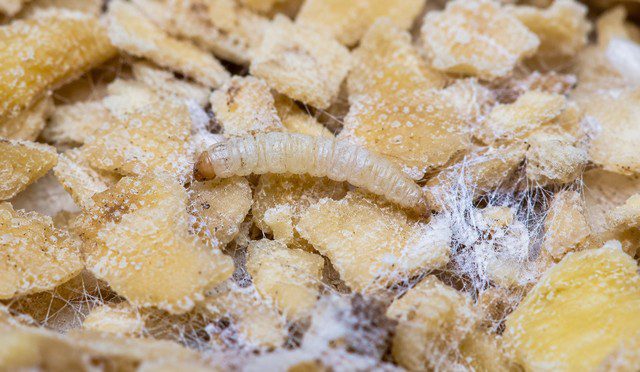 larve de mite alimentaire
