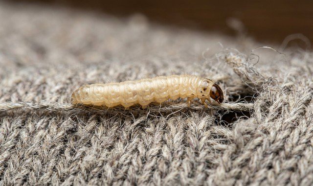 larve de mite textile