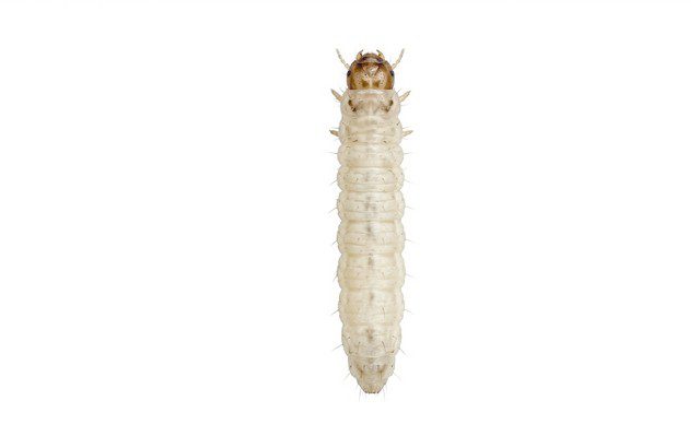 larve de mite