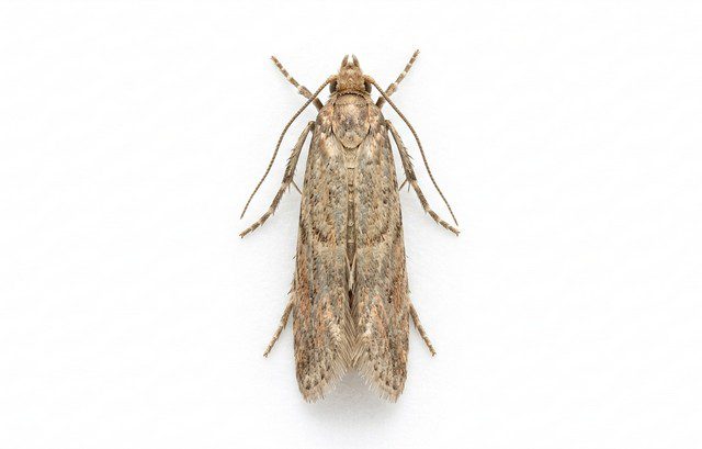 mite textile sur un fond blanc