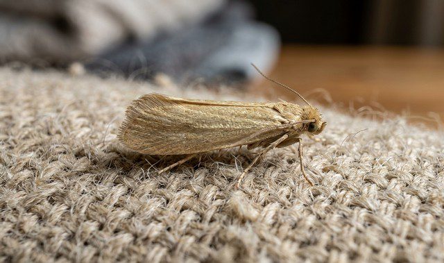 mite textile