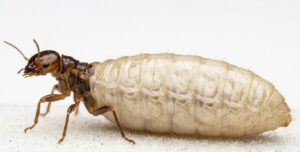 reine termite
