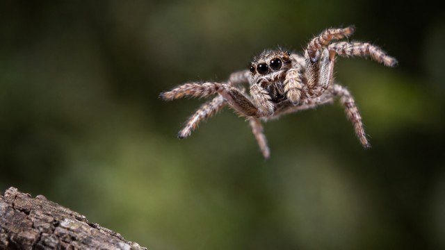 saltique en pleine position de saut