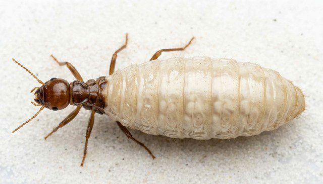 une reine termite