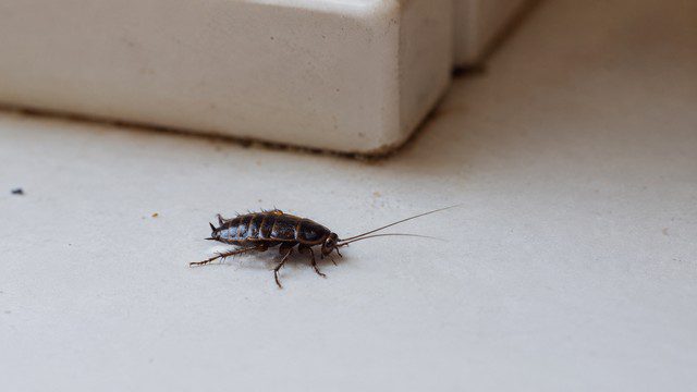 Bébé cafard brun sans ailes sur une surface claire