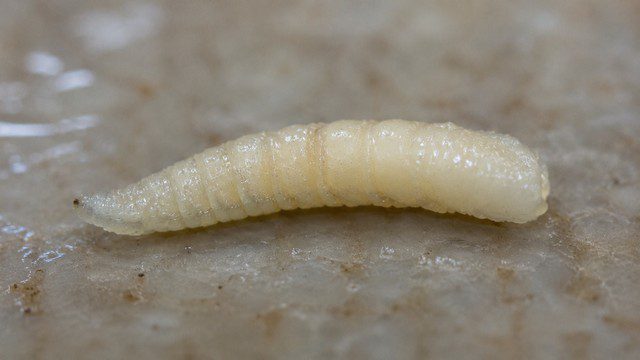 À quoi ressemble une larve de mouche