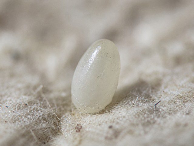 À quoi ressemble vraiment un œuf de mite