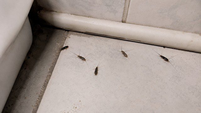 Coin de salle de bain avec poissons d'argent