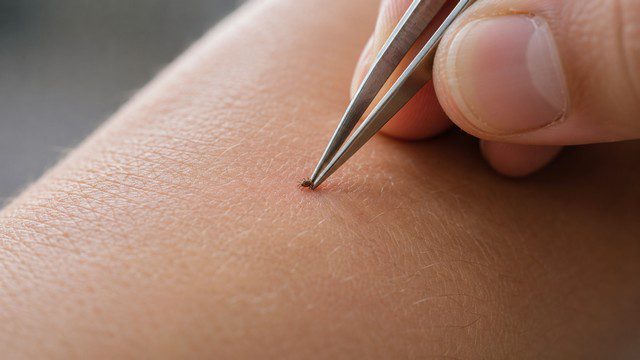 Comment enlever une larve de tique