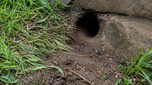 Comment reconnaître un trou de rat