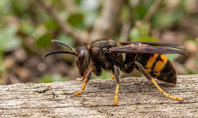 Comment reconnaître une reine de frelon asiatique