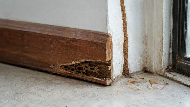 Comment repérer un nid de termites