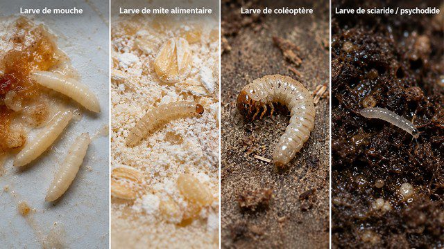 Comparaison des larves d'insectes