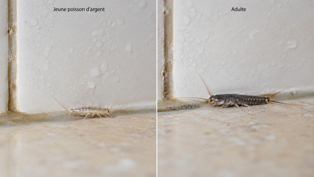 Jeune et adulte poisson d'argent