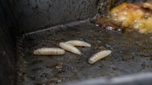 Larve de mouche