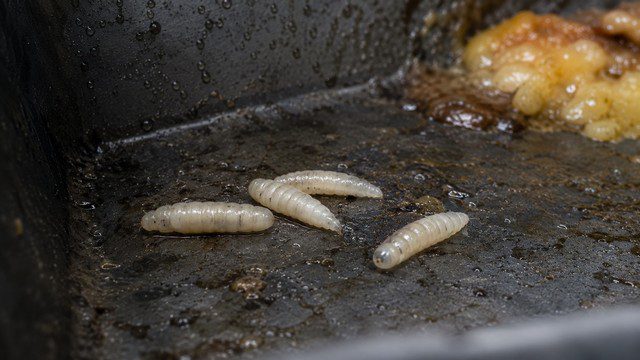 Larve de mouche