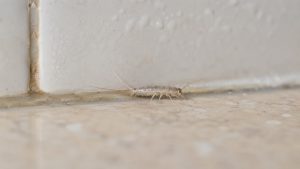 Larve du poisson d’argent