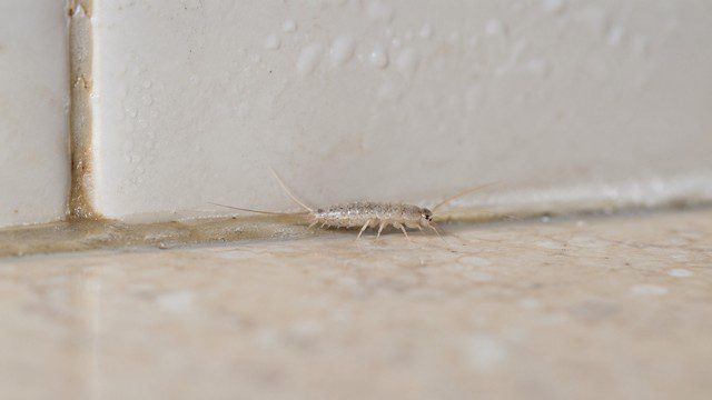 Larve du poisson d’argent