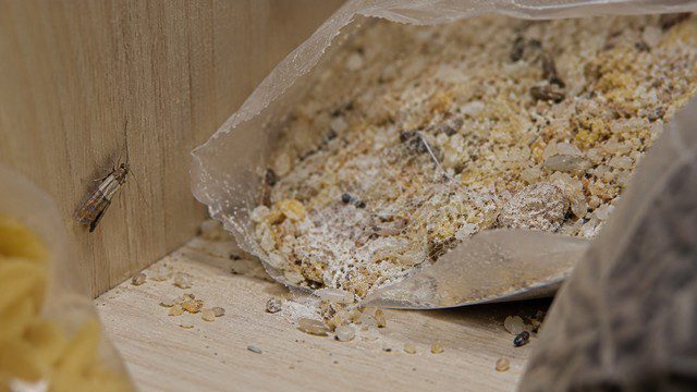 Œufs de mites alimentaires